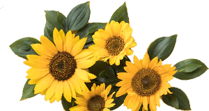 Girasoles en cali