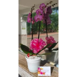 Orquídea en matera cali