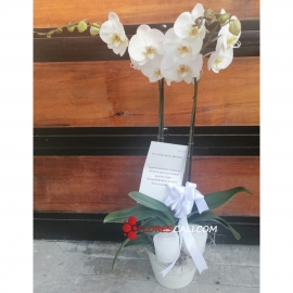 Orquídea phalaenopsis en matera